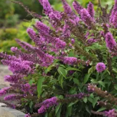 BUDDLEJA davidii Free Petite 'Tutti Fruitti' ® - Arbre aux papillons nain