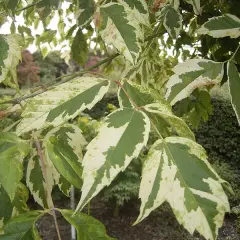 ACER negundo 'Aureomarginatum' - Erable à feuilles de frêne