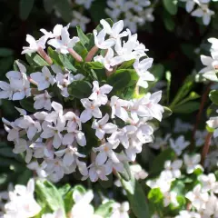 DAPHNE burkwoodii 'Somerset' - Bois joli