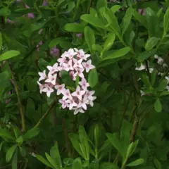 DAPHNE burkwoodii 'Somerset' - Bois joli