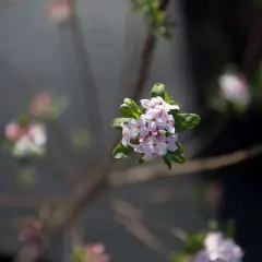 DAPHNE burkwoodii 'Somerset' - Bois joli