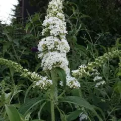 BUDDLEJA davidii 'White Bouquet' - Arbre aux papillons