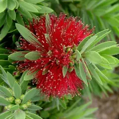 CALLISTEMON 'Little John' - Rince bouteille nain