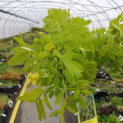 CARAGANA arborescens 'Pendula' - Acacia jaune pleureur