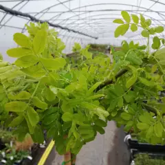 CARAGANA arborescens 'Pendula' - Acacia jaune pleureur