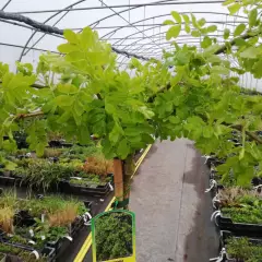 CARAGANA arborescens 'Pendula' - Acacia jaune pleureur