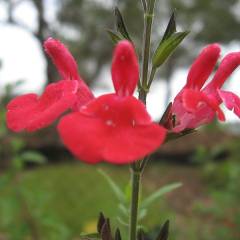 SALVIA microphylla 'Suzanne' - Sauge arbustive