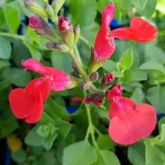 SALVIA microphylla 'Suzanne' - Sauge arbustive