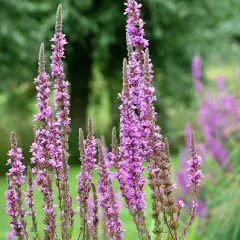 LYTHRUM salicaria - Salicaire