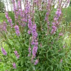 LYTHRUM salicaria - Salicaire