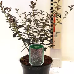 CEANOTHUS 'Tuxedo' ® - Céanothe à feuille pourpre, Lilas de Californie