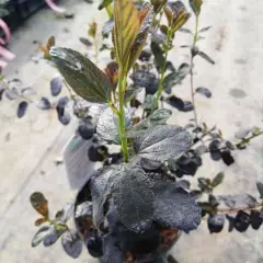 CEANOTHUS 'Tuxedo' ® - Céanothe à feuille pourpre, Lilas de Californie