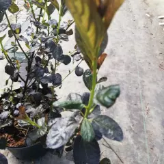 CEANOTHUS 'Tuxedo' ® - Céanothe