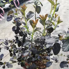CEANOTHUS 'Tuxedo' ® - Céanothe
