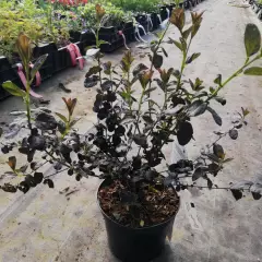 CEANOTHUS 'Tuxedo' ® - Céanothe