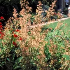 MACLEAYA microphylla 'Kelway's Coral Plume'