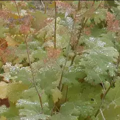 MACLEAYA microphylla 'Kelway's Coral Plume'