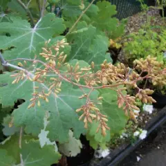 MACLEAYA microphylla 'Kelway's Coral Plume'