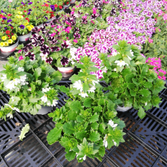 SCAEVOLA Surdiva 'Blanc' - Plante annuelle