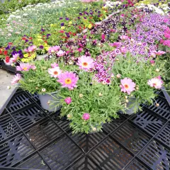 ANTHEMIS frutescens 'Rose' - Marguerite annuelle