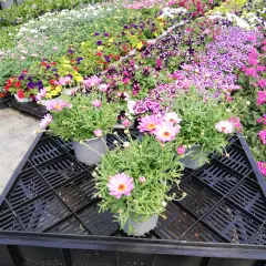 ANTHEMIS frutescens 'Rose' - Marguerite annuelle