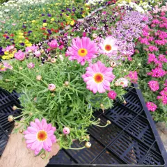 ANTHEMIS frutescens 'Rose' - Marguerite annuelle