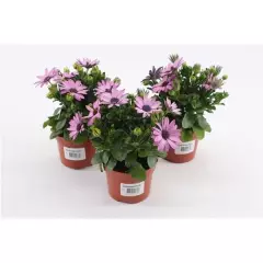 OSTEOSPERMUM 'Rose' - Plante annuelle