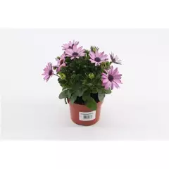 OSTEOSPERMUM 'Rose' - Plante annuelle