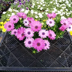 OSTEOSPERMUM 'Rose' - Plante annuelle