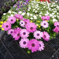 OSTEOSPERMUM 'Rose' - Plante annuelle