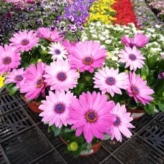 OSTEOSPERMUM 'Rose' - Plante annuelle