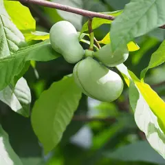 ASIMINA triloba 'Davis' - Asiminier, Paw Paw