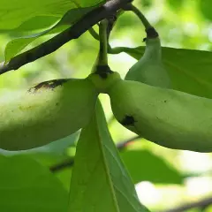 ASIMINA triloba 'Davis' - Asiminier, Paw Paw