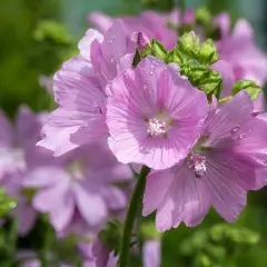 MALVA moschata 'Rosea' - Mauve