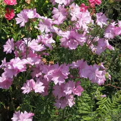 MALVA moschata 'Rosea' - Mauve