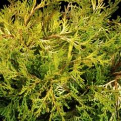 CHAMAECYPARIS obtusa 'Kamarachiba' - Faux cyprès  Hinoki du Japon
