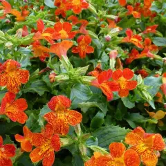 MIMULUS 'Orange Glow' - Mimule