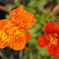 MIMULUS 'Orange Glow' - Mimule