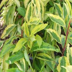 FORSYTHIA intermedia 'Golden Times' - Mimosa de Paris à feuilles panachées