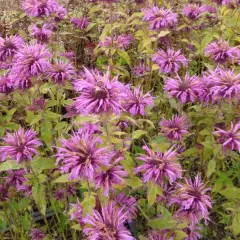 MONARDA 'Aquarius' - Monarde