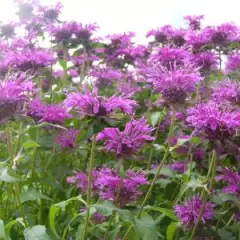 MONARDA 'Aquarius' - Monarde