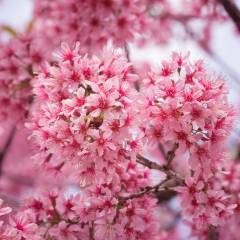 PRUNUS incisa 'Paean' - Cerisier à fleur nain du Japon