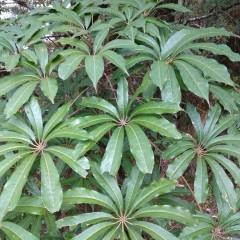 SCHEFFLERA taiwaniana - Arbuste à feuilles persistantes