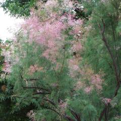 TAMARIX ramosissima 'Pink Cascade' - Tamaris d'été