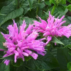 MONARDA 'Petite Delight' - Monarde