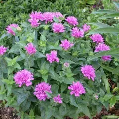 MONARDA 'Petite Delight' - Monarde