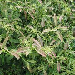 VIBURNUM henryi - Viorne naine à feuilles persistante