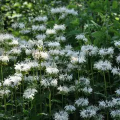 MONARDA 'Schneewittchen'