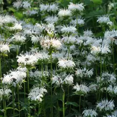 MONARDA 'Schneewittchen'