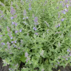 NEPETA faassenii 'Six Hills Giant' - Maenthe aux Chats odoarante